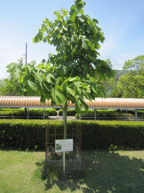 アオギリの写真